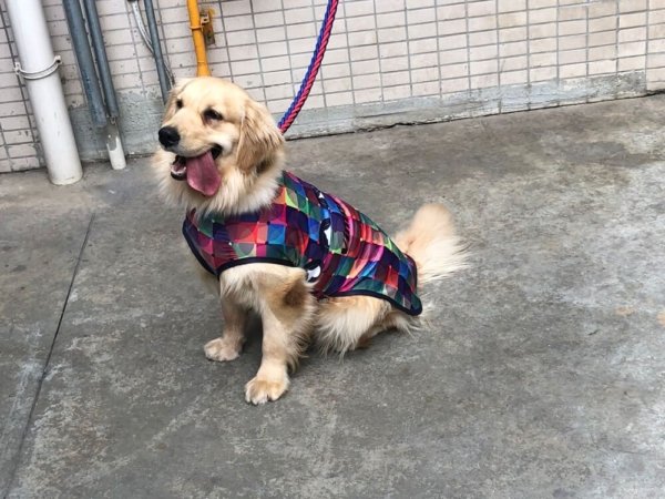 dog clothes (2) dog clothes 2