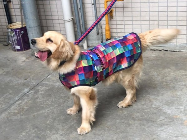 dog clothes (4) dog clothes 4