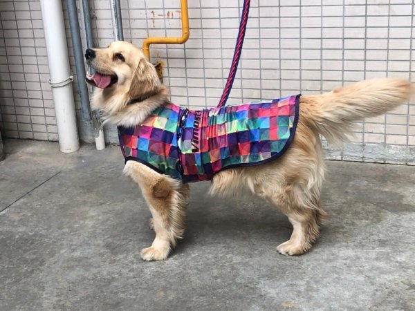 dog clothes (6) dog clothes 6