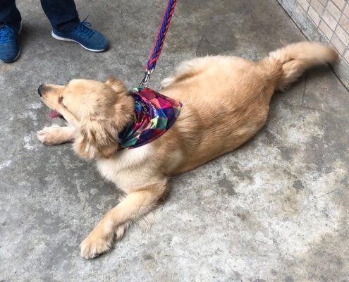 dog triangle scarf bib 4